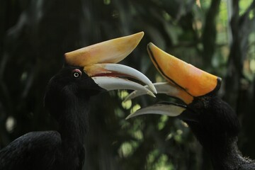 A portrait of a beautiful pair of rhinoceros hornbills © Pitokung