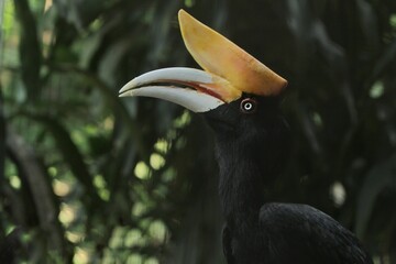 A side view of a beautiful rhinoceros hornbill © Pitokung