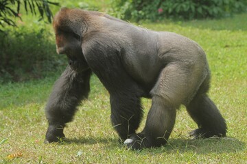 A side view of a silverback gorilla walking through the grass to pick up fruit © Pitokung