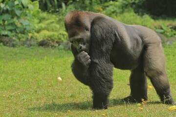 Naklejka premium A view of a silverback gorilla eating fruit on the grass while looking around