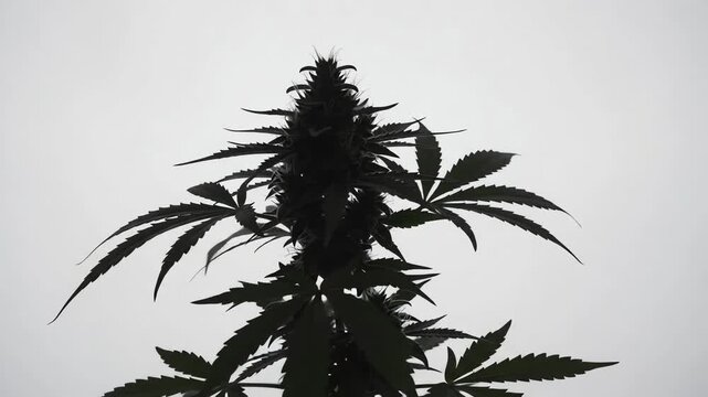 Slowly rotating silhouette of a marijuana cannabis plant flower isolated on a clean white background with subtle leaf movement