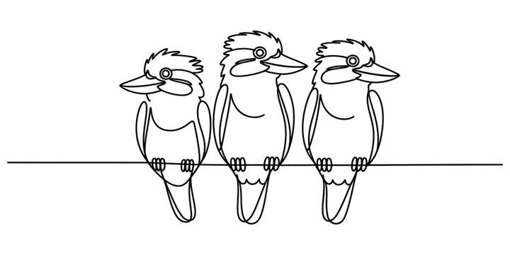 Three cute kookaburra birds sitting together in a row on a thin line simple black and white line art drawing for coloring book or creative design projects Vector, illustration