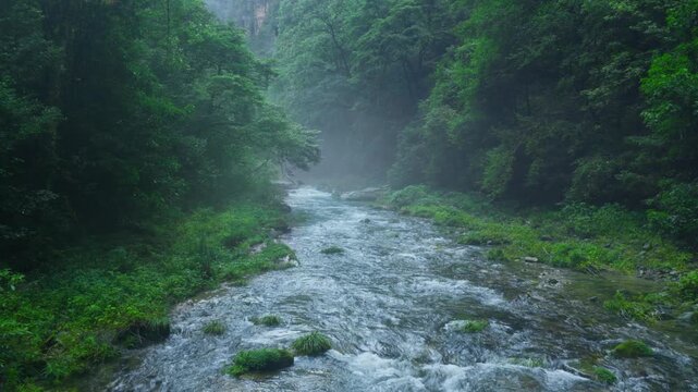 Misty forest stream with lush greenery