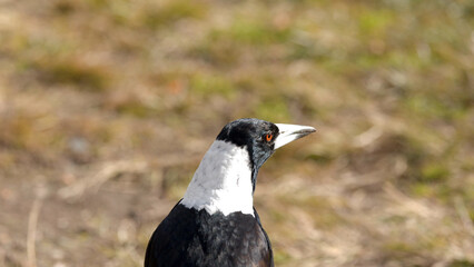 Obraz premium Close-up Profile of an Australian Magpie in Blue Mountains National Park