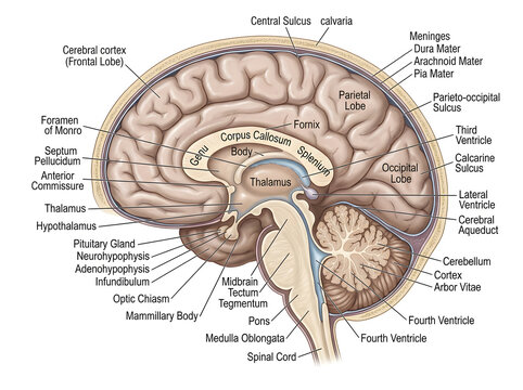 Human brain sagittal section labeled anatomy diagram