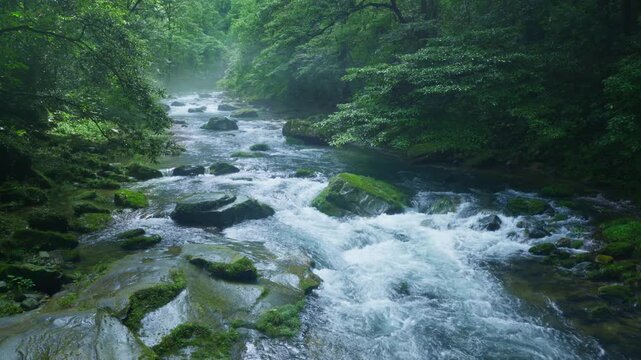 Rushing Stream Flows Through Lush Forest