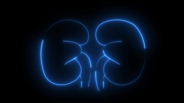 glowing line kidney icon 4k animation by cyan blue neon on black background. 4k animation icon.