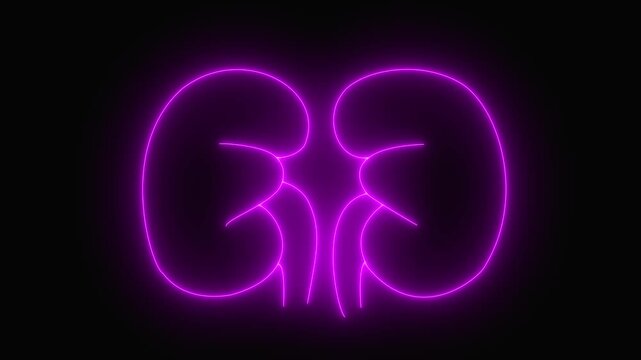 glowing line kidney icon 4k animation by cyan blue neon on black background. 4k animation icon.