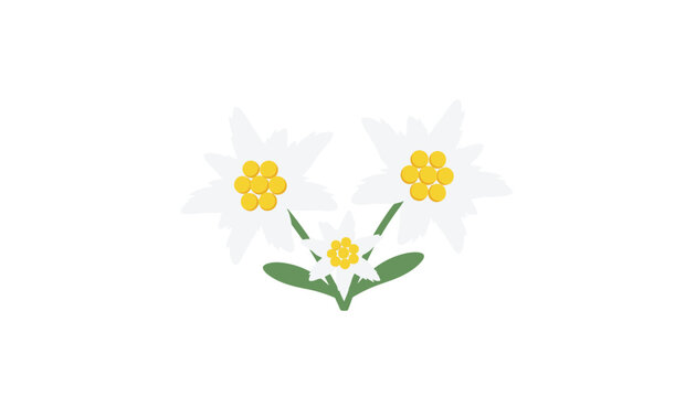 Alpine edelweiss flowers growing together with green leaves on a white background in flat design style.