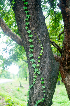 Vine Climbing Tree Trunk: A detailed shot focusing on a thick tree trunk with a vibrant green vine gracefully climbing upwards, surrounded by a soft, blurred natural backdrop of foliage and sunlight.