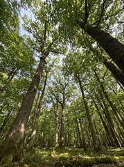 Obraz premium Looking up at tall green oak trees in a lush deciduous forest