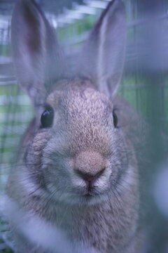 Vertical close-up portrait looking through the wire grid at a small wild brown rabbit's face and upright ears inside a humane catch cage outdoors.
