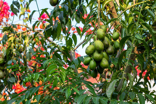 Fresh kedondong (Spondias dulcis) Fruits Growing on Tree in Tropical Garden, Green Kedondong Fruit Cluster on Tree