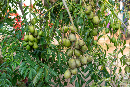 Fresh kedondong (Spondias dulcis) Fruits Growing on Tree in Tropical Garden, Green Kedondong Fruit Cluster on Tree