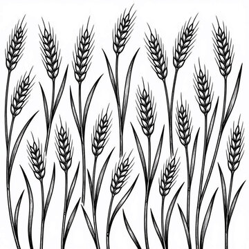 Wheat field pattern illustration. Black and white hand drawn grain stalks background.