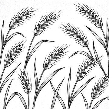Wheat field pattern illustration. Hand drawn black and white grain stalks background.
