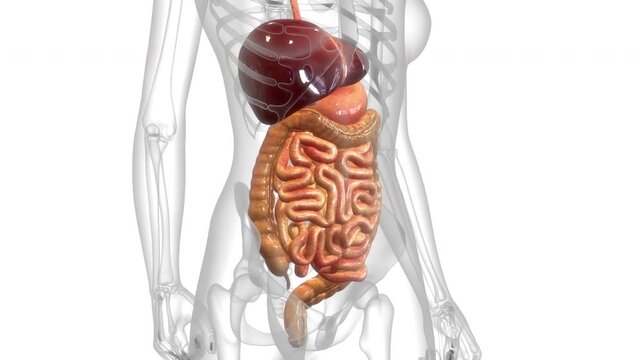 Human Digestive System Anatomy Animation Concept