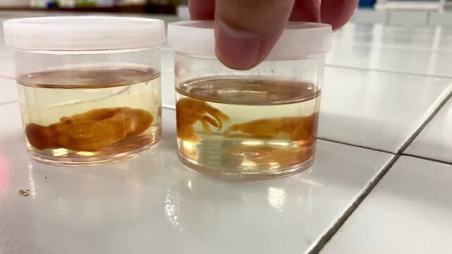 researcher holding preserved embryo specimens in clear plastic jars on laboratory benchtop