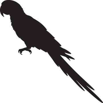 Macaw parrot silhouette vector illustration