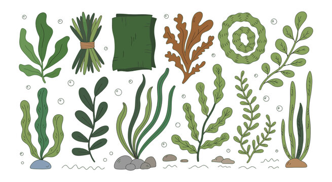 Seaweed collection, edible algae varieties, wakame kombu nori dulse sea grapes, ocean plants, vector illustration set, marine food elements