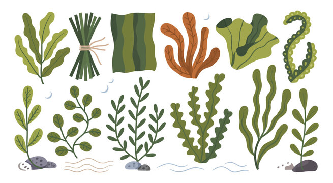 Seaweed collection, edible algae varieties, wakame kombu nori dulse sea grapes, ocean plants, vector illustration set, marine food elements