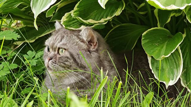 British Shorthair gray tabby cat peeking through lush leaves in a garden outdoors, curious pet moment, calm nature vibe, cozy lifestyle, summer.