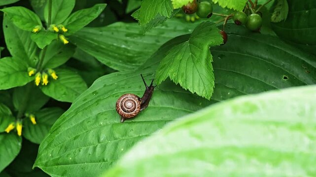 Small brown snail crawling on green leaves in a garden, slow living metaphor, patience and focus, natural texture, summer.