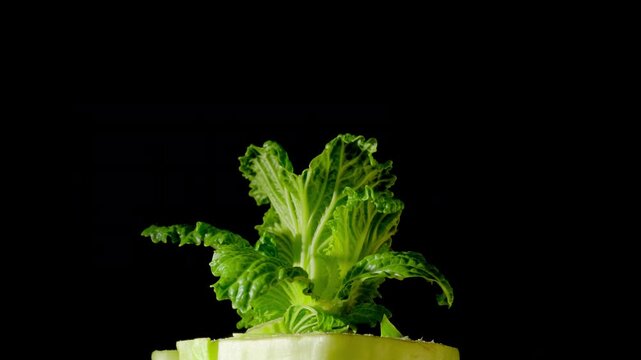 Macro time-lapse of a cabbage emerging and unfolding leaves in soft light.