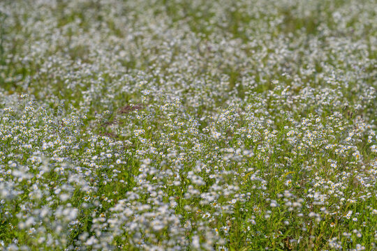 Delicate white erigeron blossoms carpet a summer meadow, swaying in the warm afternoon breeze across the vast countryside in beautiful harmony