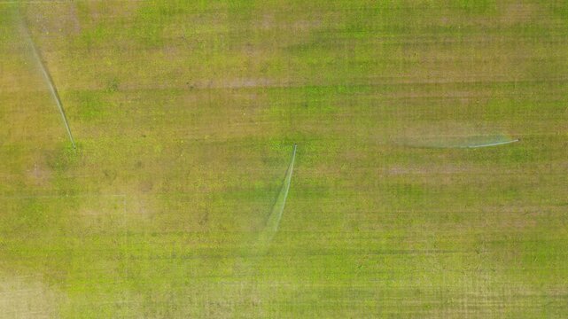 Top-down aerial view of multiple automatic sprinklers irrigating a vast green lawn on a farm, maintaining the turf with rotating jets of water for healthy crop growth and agriculture