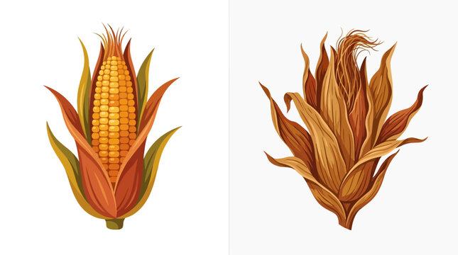 Vector illustrations of fresh corn cob and dried autumn husks