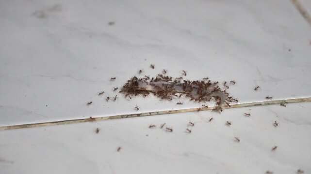 A swarm of small red ants attacking and eating a dead lizard carcass on a white tiled floor, representing household pests, insect behavior, food chain, and pest control concept.