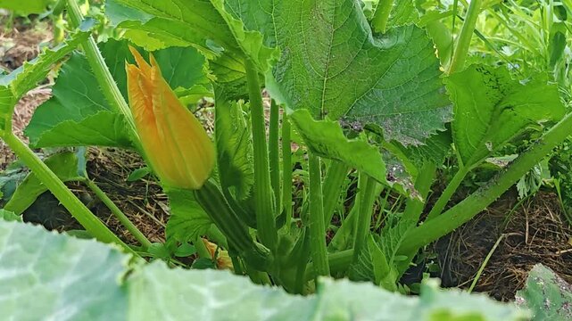Blooming zucchini plant with yellow flower and large green leaves in a summer vegetable garden, organic homegrown produce, botanical closeup.