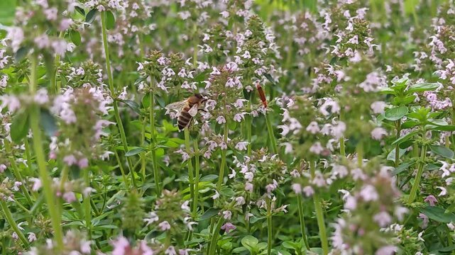Field of blooming thyme herb with small pink purple flowers and green stems in summer garden, aromatic culinary herb, botanical nature background.