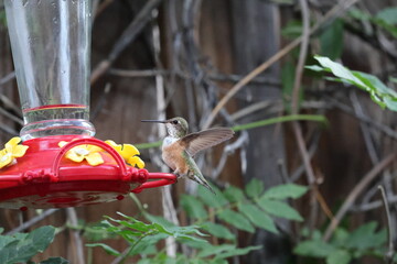 Hummingbird feeding on sweet nectar © Elzbieta 