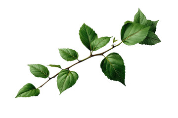 Fototapeta premium Curved leafy ivy branch with broad green leaves