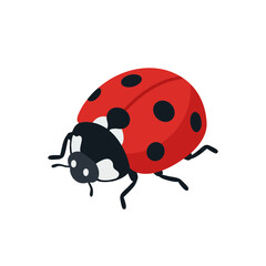 Fototapeta premium Red ladybug isolated on white background
