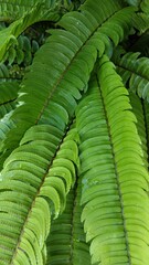 Green fern leaves in a tropical forest. Lush botanical foliage background in nature. © Thamara
