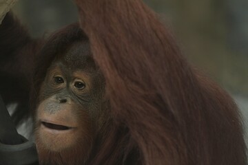 Fototapeta premium facial expression of a young bornean orangutan