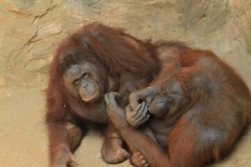 Viewed from above, a pair of bornean orangutans are seen interacting on the ground © Pitokung