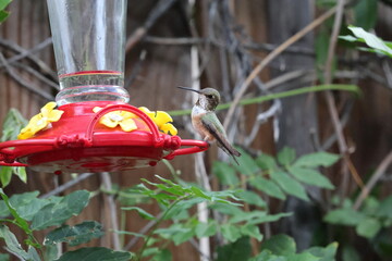 Close-up of a hummingbird at a feeder. © Elzbieta 