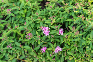 Fototapeta premium Blooming pink flowers nestle among vibrant green foliage on a sunny day in a peaceful garden setting