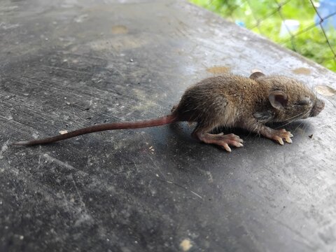 A small, helpless brown baby mouse lying on a dusty, dark grey wooden plank