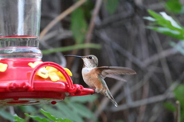 Adorable hummingbird visiting a feeder. © Elzbieta 