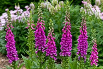 Obraz premium Pink foxglove perennial flowering plants growing in garden
