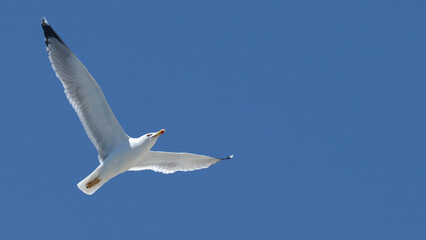 Fototapeta premium White Seagull Soaring Through a Clear Blue Sky in Portofino