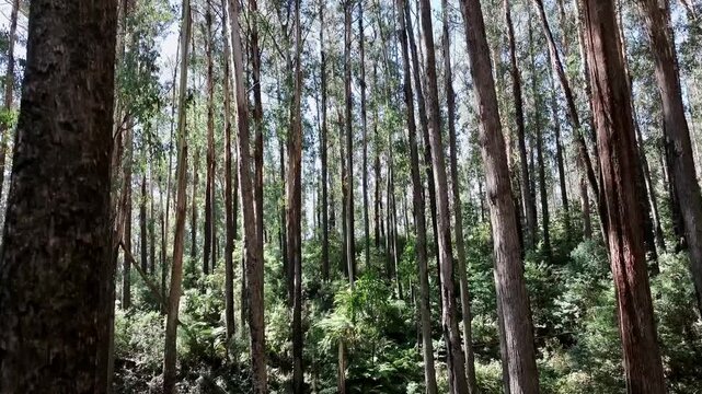 Cinematic 4K aerial footage of Rubicon Victoria Australia
