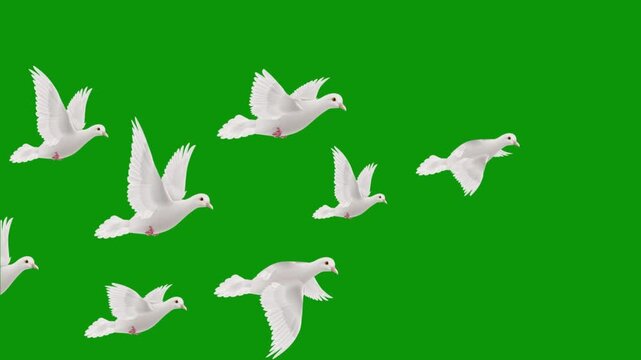 Flock of white doves flying gracefully across a green screen background, ready for digital compositing. Green Screen stabilized flying white pigeons left to right. flock of white birds flying freely