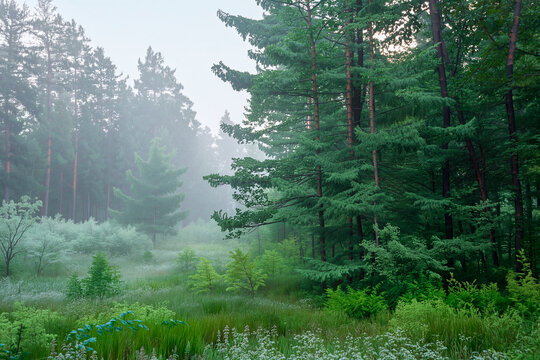 summer  morning in green  foggy forest