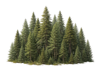 Obraz premium PNG Lush evergreen forest illustration.